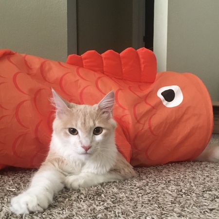 Bingus