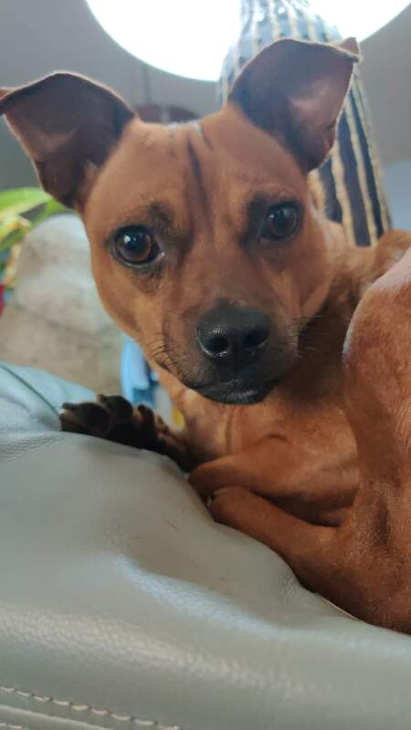 Buddy