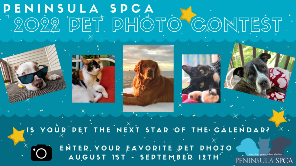 Peninsula Spca | 2022 Peninsula Spca Calendar Photo Contest