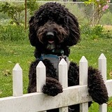 Entry image for Lulu 