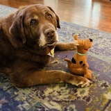 Entry image for Scooby Doo