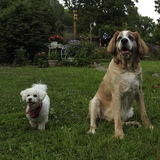Entry image for Maggie Mae & Buddy