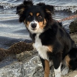 Entry image for Rolo