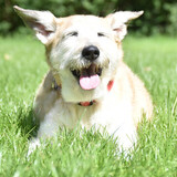 Entry image for Sam