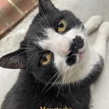 Entry image for Moustache 