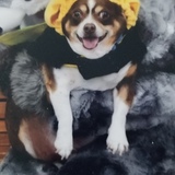 Entry image for Chico