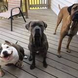 Entry image for Sumo, Duchess, and Rocky
