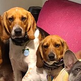 Entry image for Benny, Bailey, Bentley and Frank 