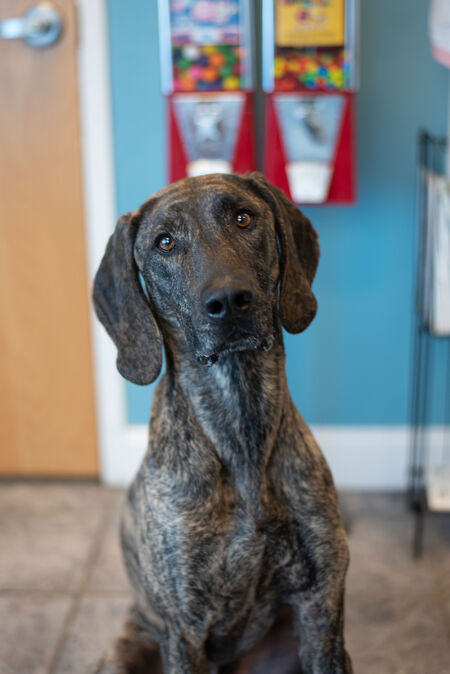 Entry image for Cooper. Clicking this image will show a larger photo