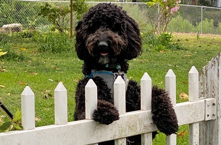 Entry image for Lulu . Clicking this image will show a larger photo