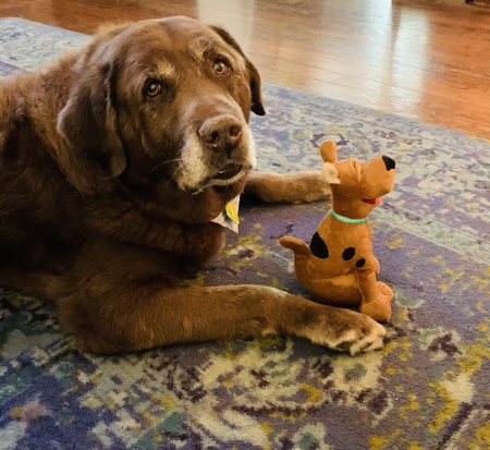 Entry image for Scooby Doo. Clicking this image will show a larger photo