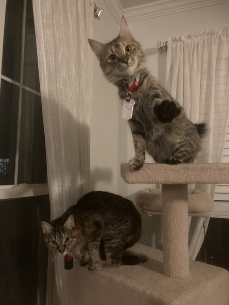 Entry image for Luna and Nova. Clicking this image will show a larger photo