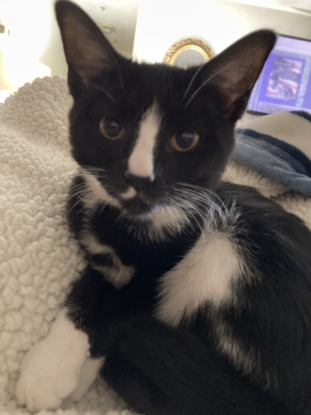 Entry image for Bean. Clicking this image will show a larger photo