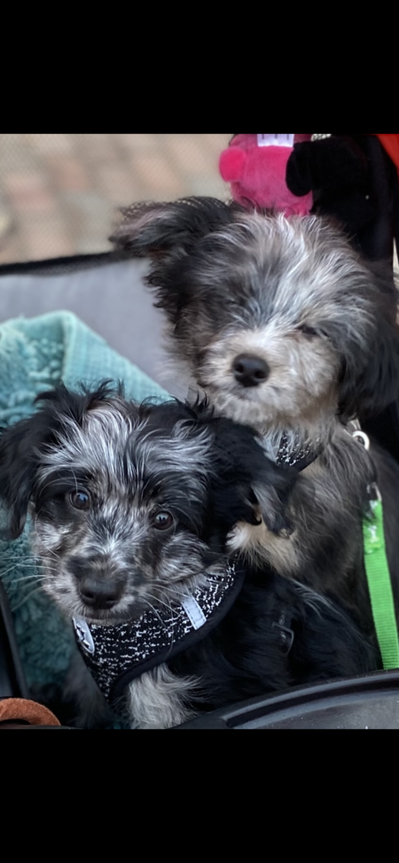 Entry image for Wilson and Clover . Clicking this image will show a larger photo