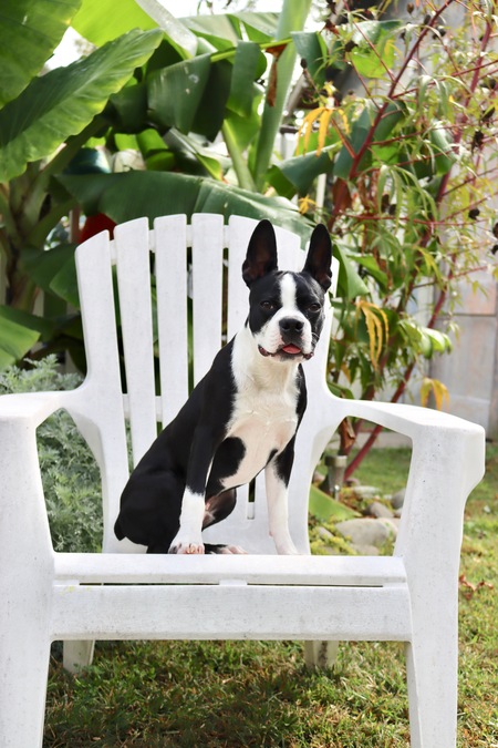 Entry image for Bodie. Clicking this image will show a larger photo
