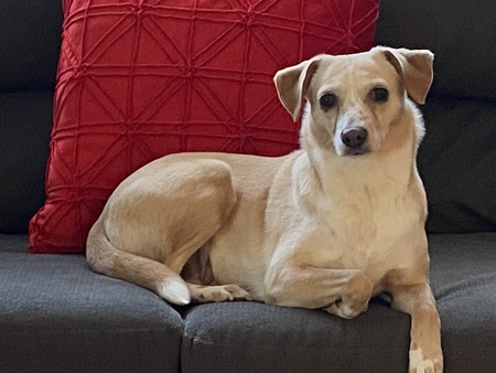 Entry image for Lulu. Clicking this image will show a larger photo