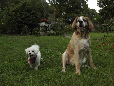 Entry image for Maggie Mae & Buddy. Clicking this image will show a larger photo