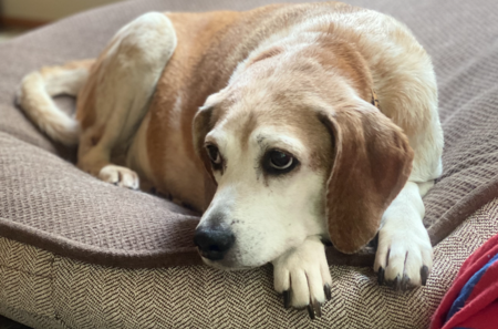 Entry image for Bella. Clicking this image will show a larger photo