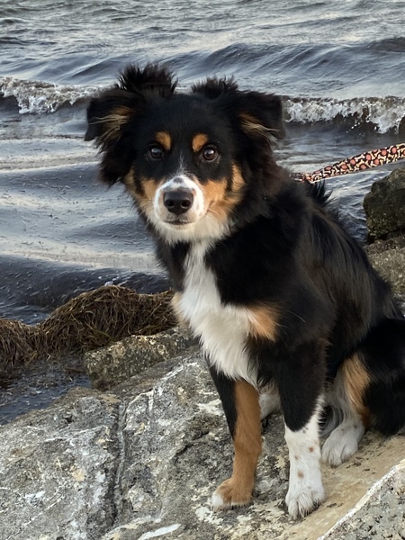 Entry image for Rolo. Clicking this image will show a larger photo