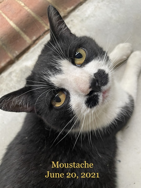 Entry image for Moustache . Clicking this image will show a larger photo