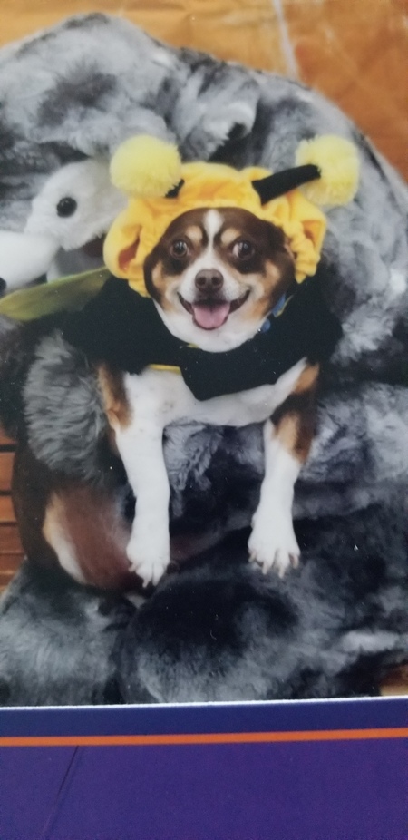Entry image for Chico. Clicking this image will show a larger photo