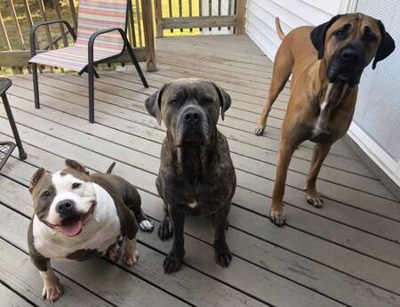 Entry image for Sumo, Duchess, and Rocky. Clicking this image will show a larger photo