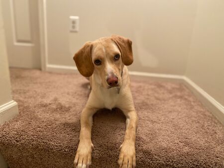 Entry image for Frankie. Clicking this image will show a larger photo