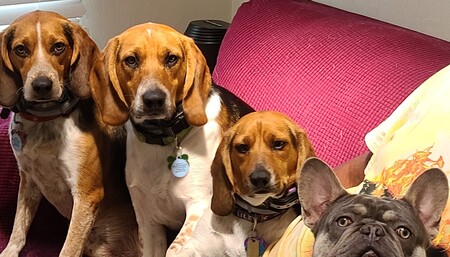 Entry image for Benny, Bailey, Bentley and Frank . Clicking this image will show a larger photo