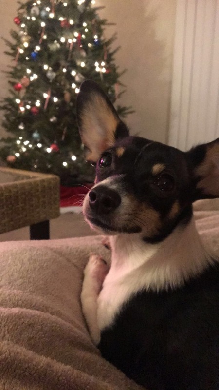 Loki (formerly Capone)