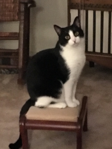 Buddy
