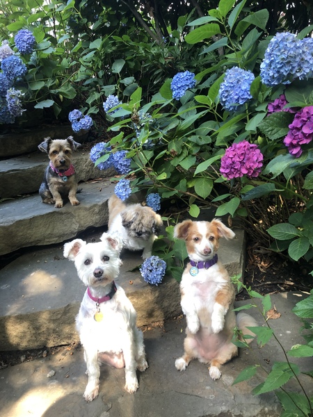 Mollie, Snowball, Nirvana and Bailey 