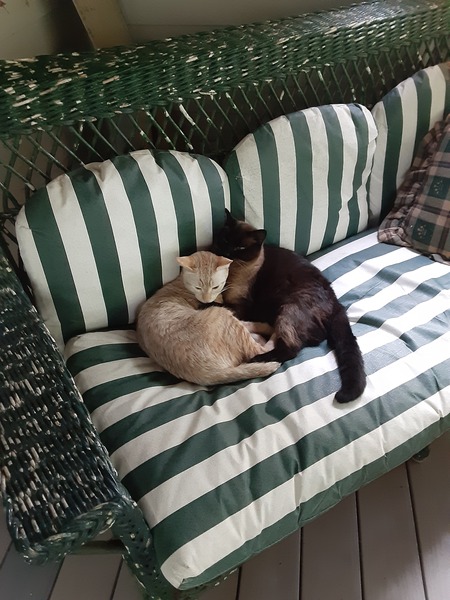 Champ and Koko