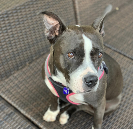 Arya