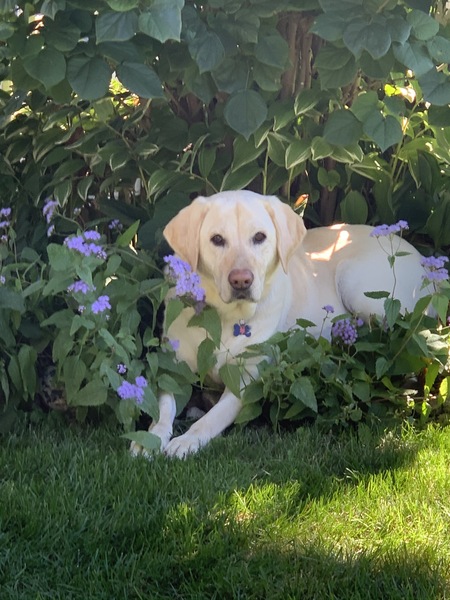 Shea 