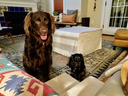 Lily and Digby the dachshund 