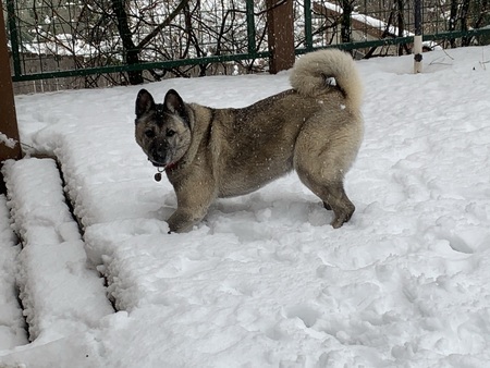 Hachiko