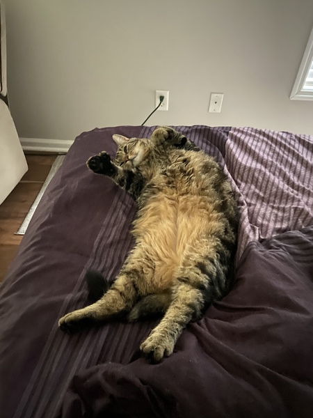 Mr. Paws