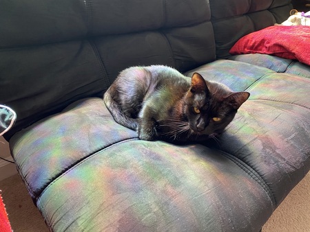 Hazel