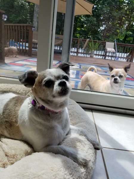 Champ & Coco (2 sisters, together forever)