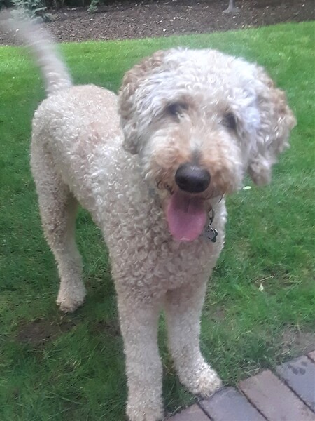 Entry image for Charlie. Clicking this image will show a larger photo