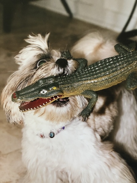 Teyah, Gator Tamer