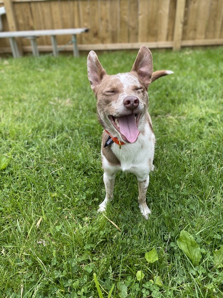Gizmo