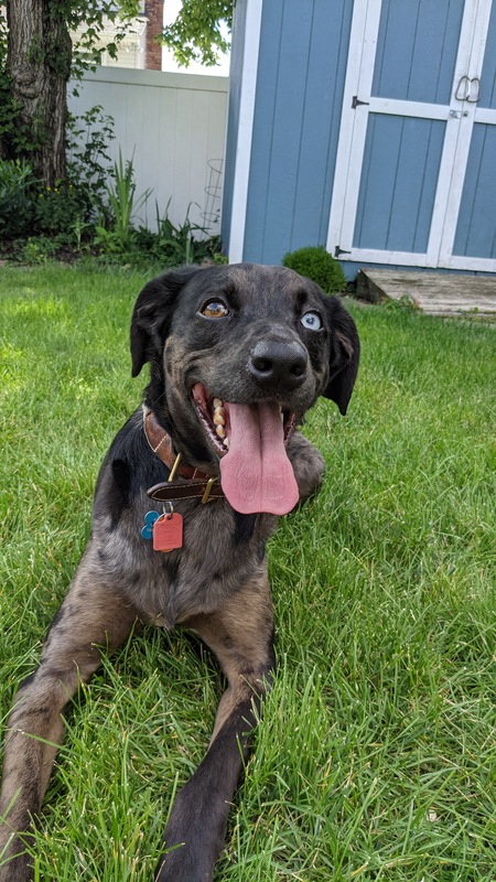 Bauer