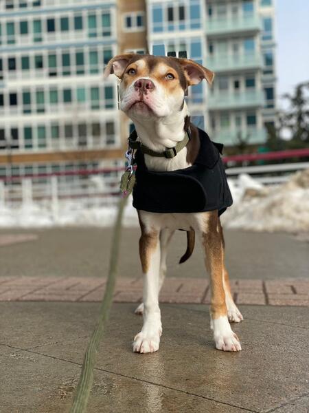 Gunner