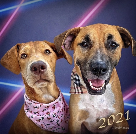 Sir and Belle 