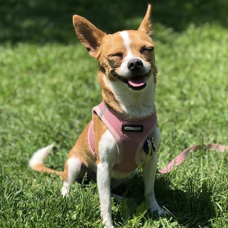 Rosie