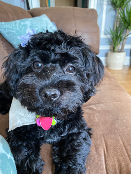 Pepper 