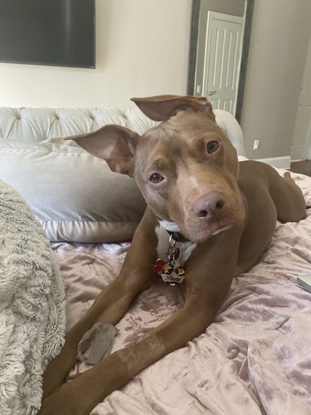 Penny