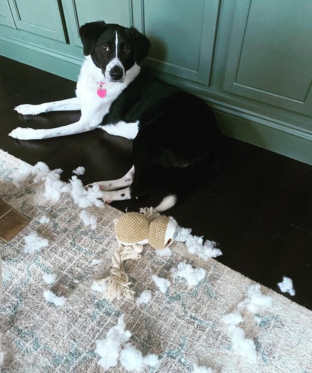 Domino