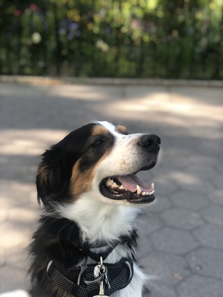 Benji 